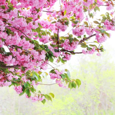 bahar zamanı, sakura, güzel kiraz çiçeği