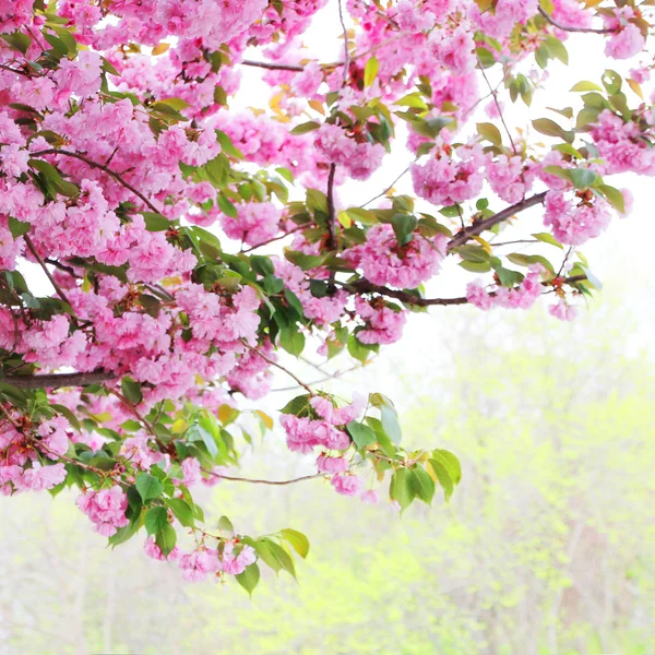 Mooie kersenbloesem in de lente, sakura — Stockfoto