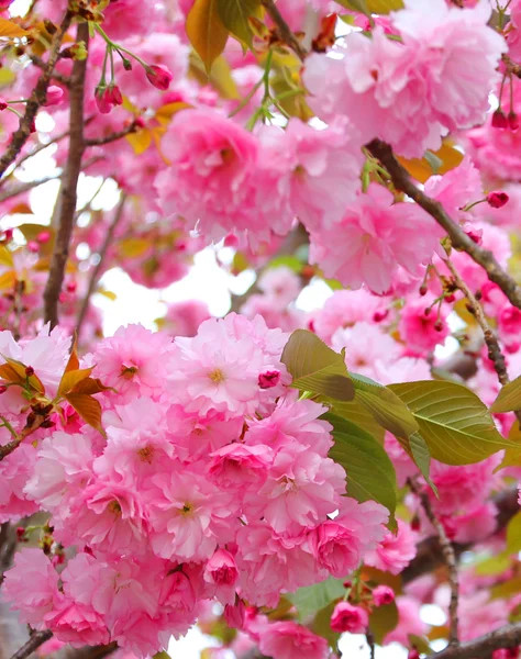 Όμορφο κεράσι ανθίσει άνοιξη, sakura — Φωτογραφία Αρχείου