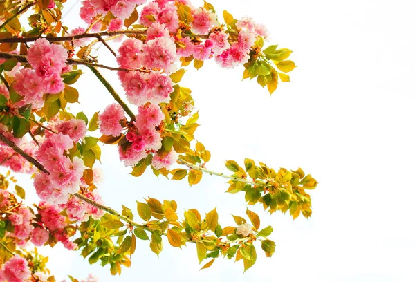 Belle fleur de cerisier au printemps, sakura — Photo