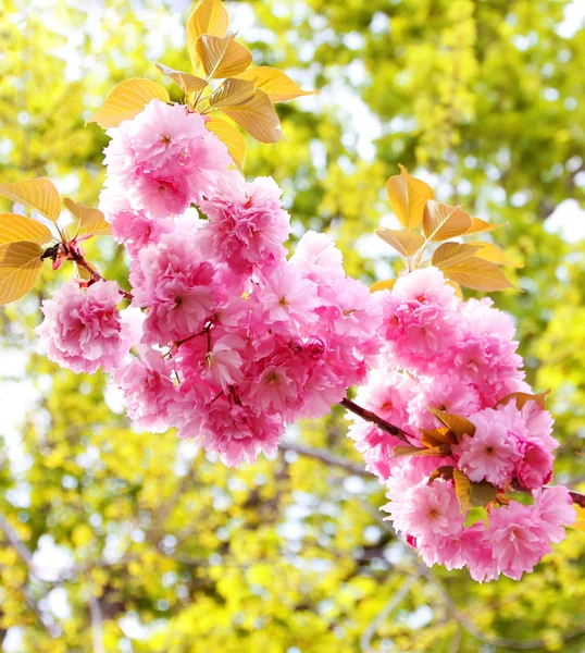 美丽樱花盛开的春天，樱花 — 图库照片