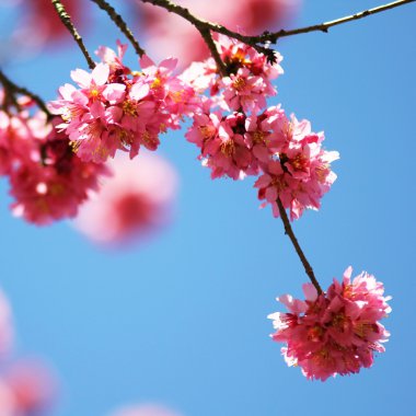 sakura. İlkbaharda kiraz çiçekleri, güzel pembe çiçekler