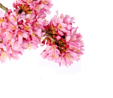 sakura üzerinde beyaz izole. kiraz çiçeği. güzel pembe çiçek şube