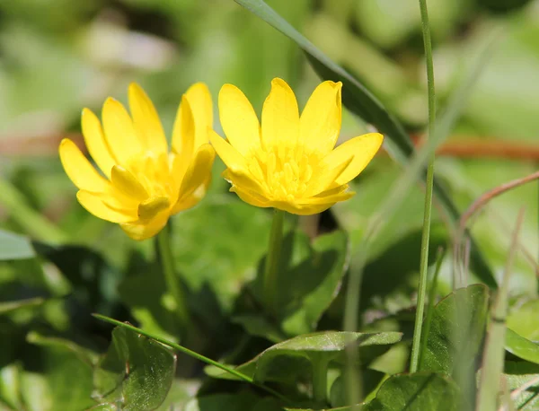 yellow flowers in the grass, winter aconite or eranthis