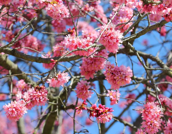 Sakura. Kirschblüte im Frühling, schöne rosa Blüten — Stockfoto