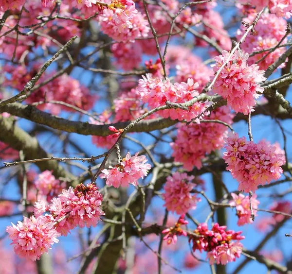 Fan också. körsbärsblomma på våren, vackra rosa blommor — Stockfoto