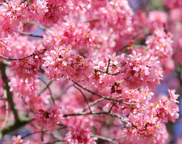 Sakura. třešňový květ na jaře, krásné růžové květy — Stock fotografie