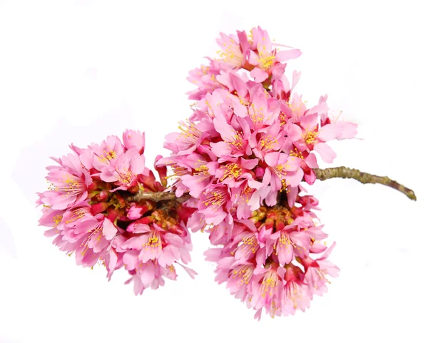 Sakura isolated on white. cherry blossom. branch of beautiful pink flowers — Stock Photo, Image