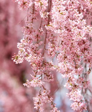 sakura. İlkbaharda kiraz çiçekleri, güzel pembe çiçekler