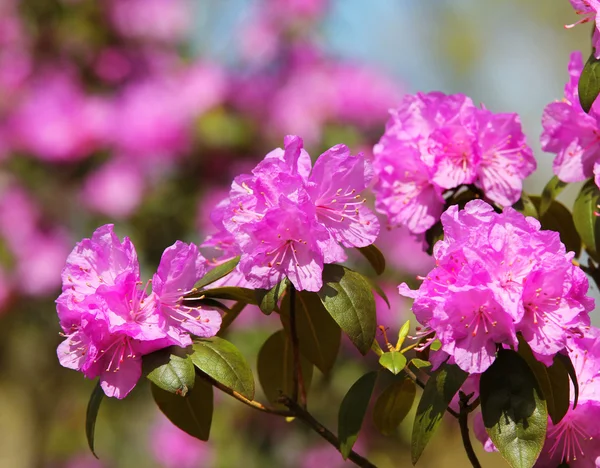 Azalea floreciendo, flor de rododendro rosa en el jardín —  Fotos de Stock