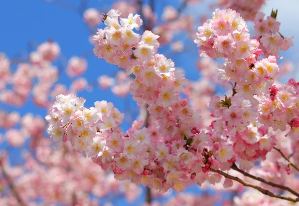 Sakura. schöne Kirschblüte im Frühling über blauem Himmel — Stockfoto