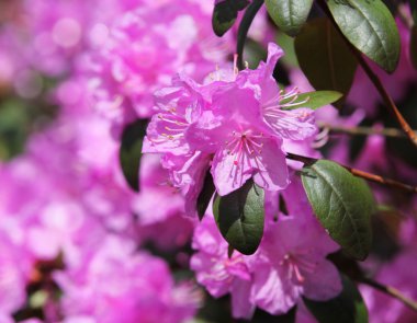 Pink, ormangülü çiçek, açelya çiçek açan, arka plan