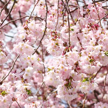 Sakura. Bahar üzerinde mavi gökyüzü içinde kiraz çiçeği