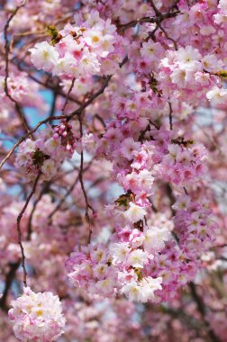 Sakura. Bahar üzerinde mavi gökyüzü içinde kiraz çiçeği