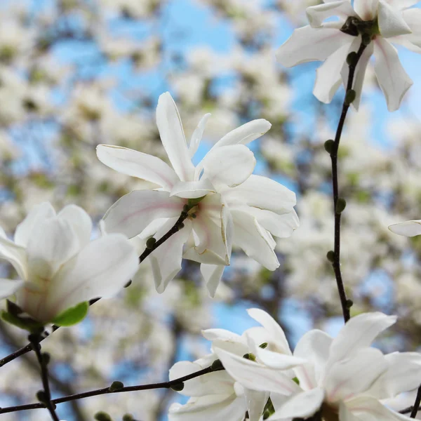 Fleurs blanches. magnolia étoile arbre fleurir au printemps — Photo