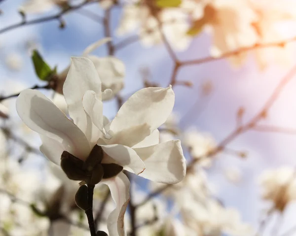 Magnolia tree blossom in springtime, white flowers — Stock Photo, Image