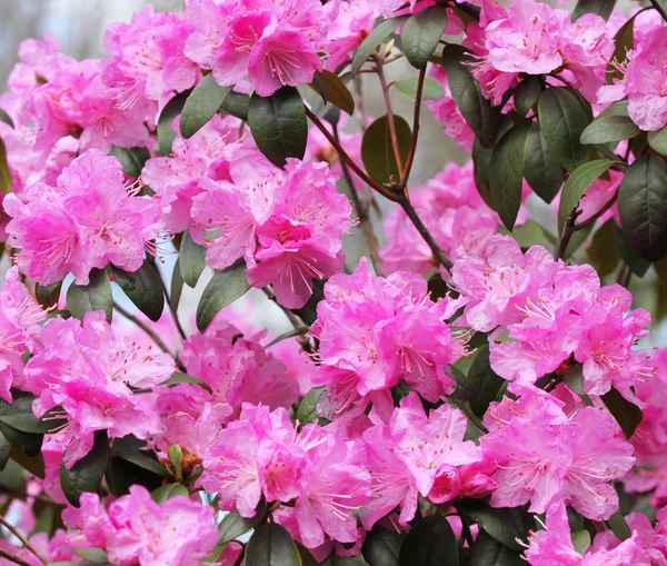 Růžový rododendron květiny, kvetoucí azalky, pozadí — Stock fotografie