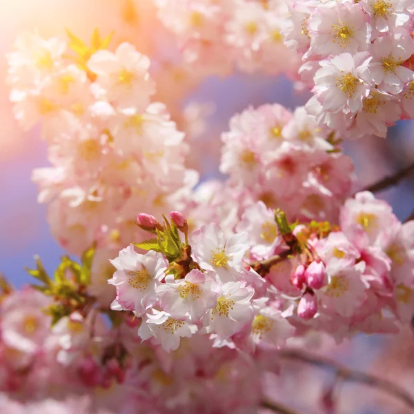 Sakura. bellissimo fiore di ciliegio in primavera sopra il cielo blu — Foto Stock