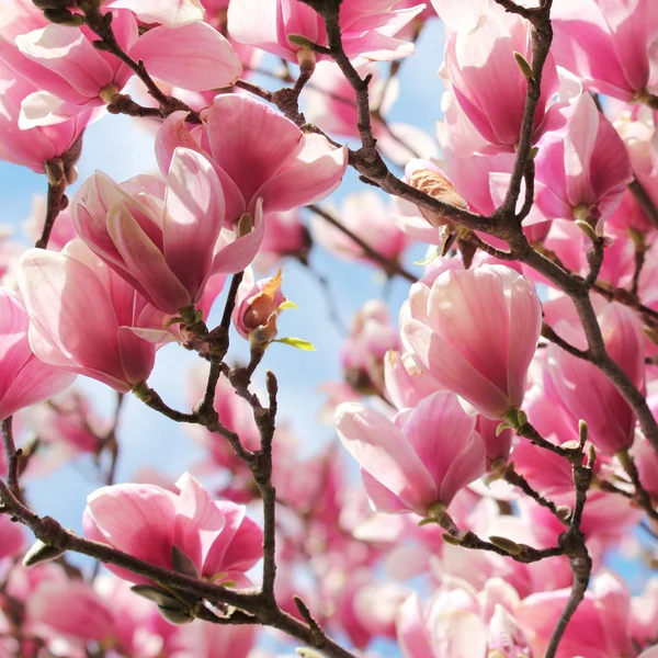 Весной цветут деревья магнолии — стоковое фото