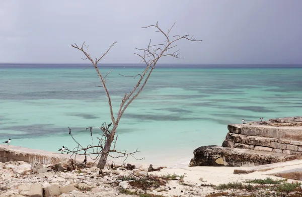 Tropická pláž s starý strom a racky. skalnaté pobřeží s tyrkysovým oceánem. Grand turk island, Bahamy — Stock fotografie