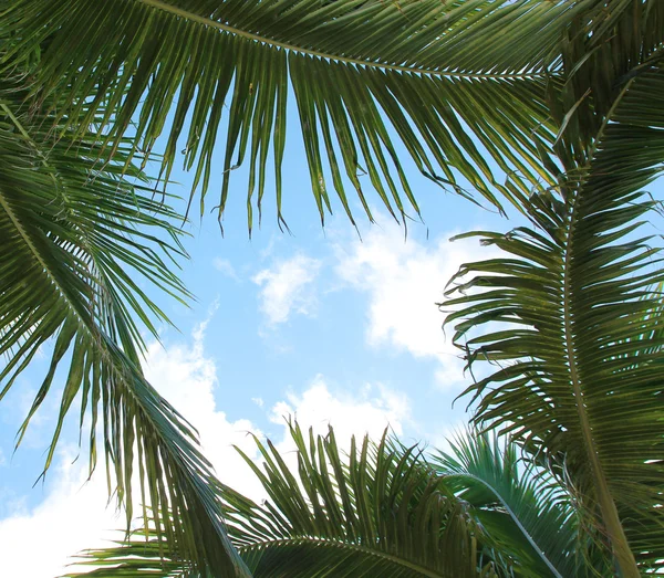 Palm leaves and the sky, frame. Vacation — Stock Photo, Image