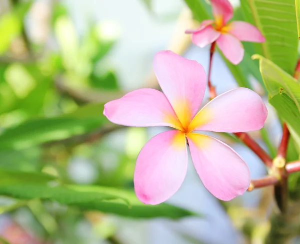 素馨花梅香热带花园里的花 — 图库照片