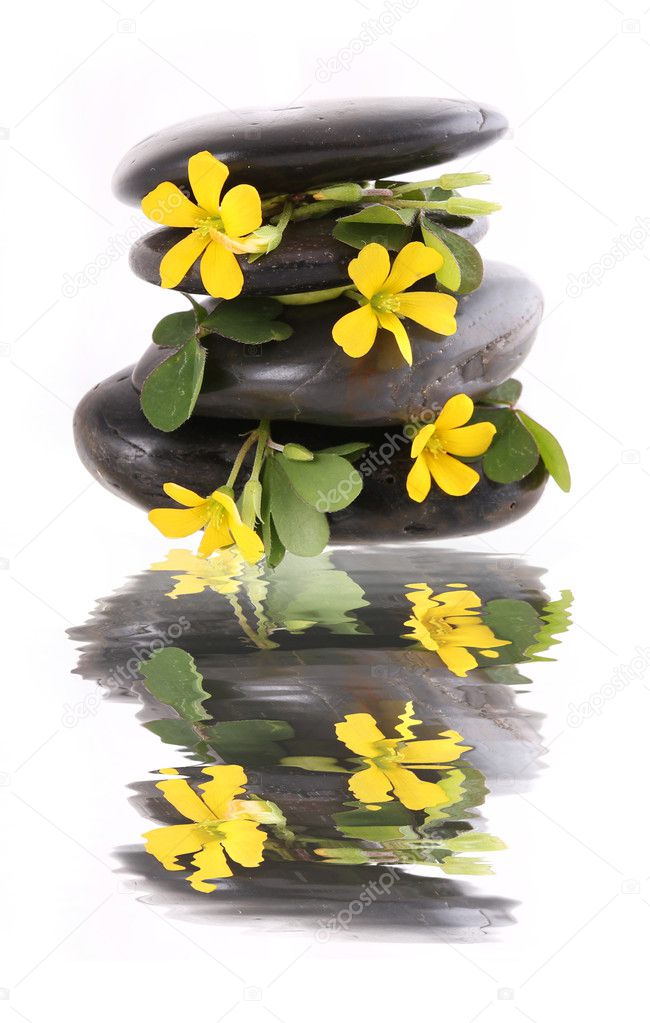 Zen stones and yellow flowers with reflection over white background. Feng Shui. Spa.