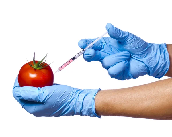 Ін'єкції в червоне яблуко ізольовані на білому тлі. Генетично модифіковані фрукти і шприц в руках з синіми рукавичками. харчування GMO — стокове фото