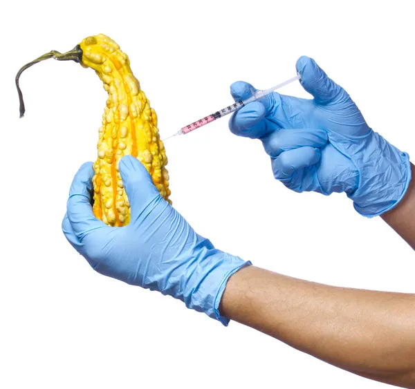 转基因食品。转基因南瓜。遗传注入隔离在白色背景上的南瓜。不寻常的葫芦和注射器在他手中的蓝色手套 — 图库照片