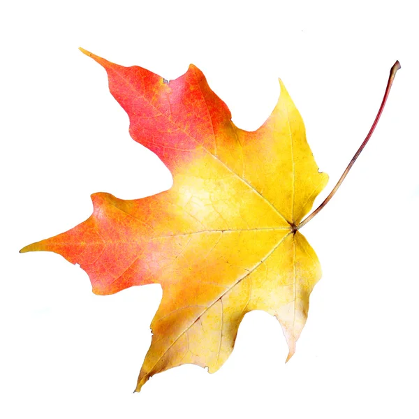 Кленовый лист выделен на белом фоне. Цветная осень — стоковое фото