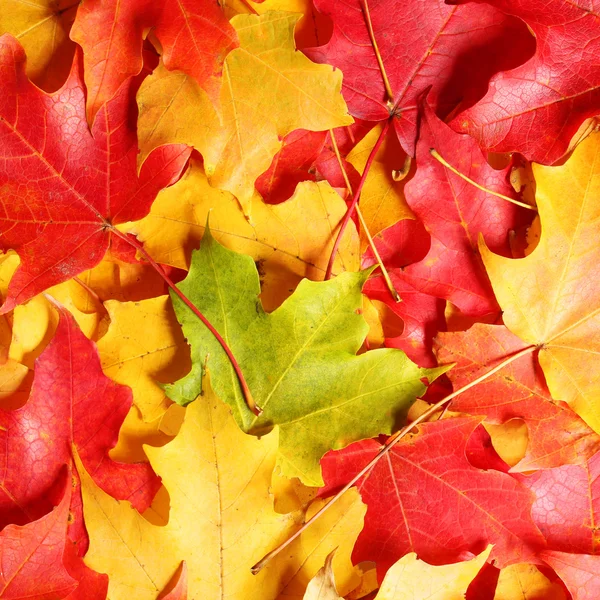 Esdoorn bladeren achtergrond. gekleurde herfst bladeren. Val — Stockfoto