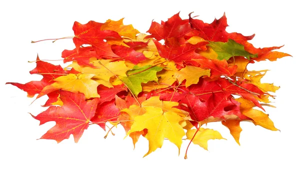 Hojas de arce aisladas sobre fondo blanco. Hojas de otoño de colores. Caída —  Fotos de Stock