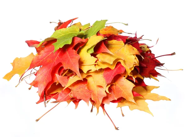 Vallen. stapel van gekleurde maple leafs geïsoleerde witte achtergrond — Stockfoto