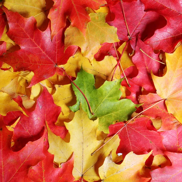 Feuilles d'érable d'automne fond. Feuilles colorées. Chute — Photo