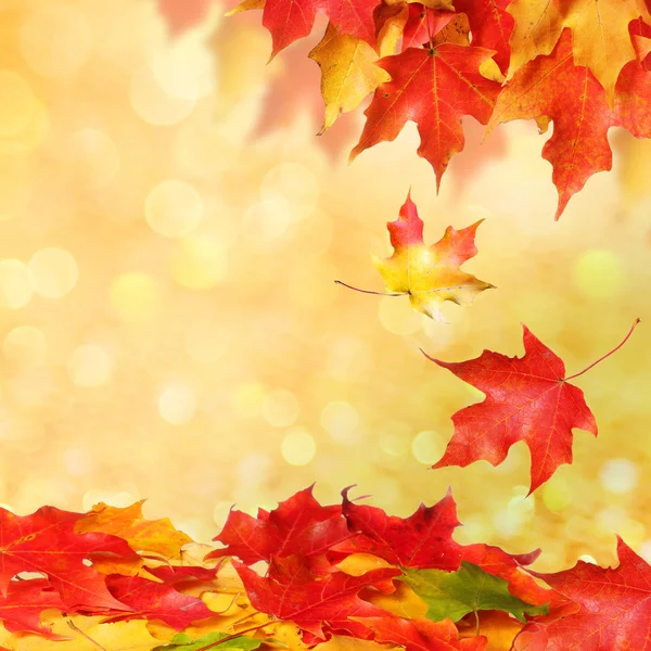 Herfst bladeren. gekleurde maple leafs over bokeh. FAL — Stockfoto