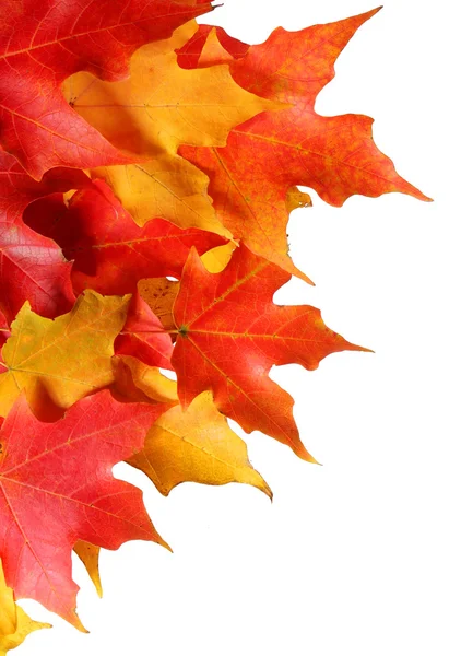 Autumn klonowe listowie na białym tle. upadek. — Zdjęcie stockowe