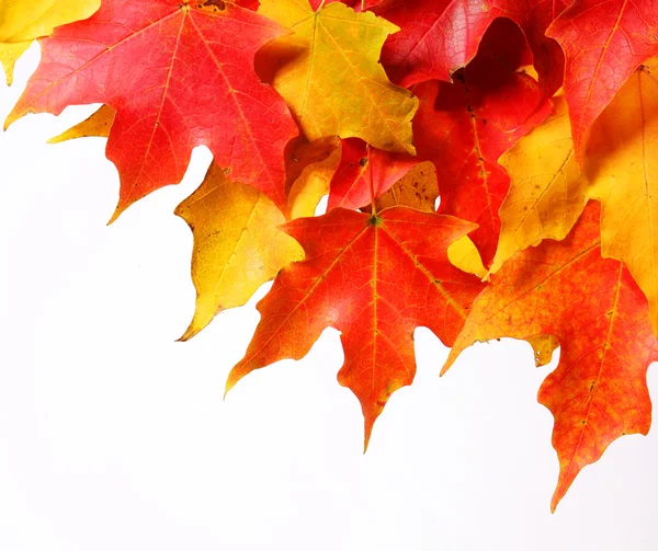 Herfst esdoorn bladeren op witte achtergrond. Val. — Stockfoto