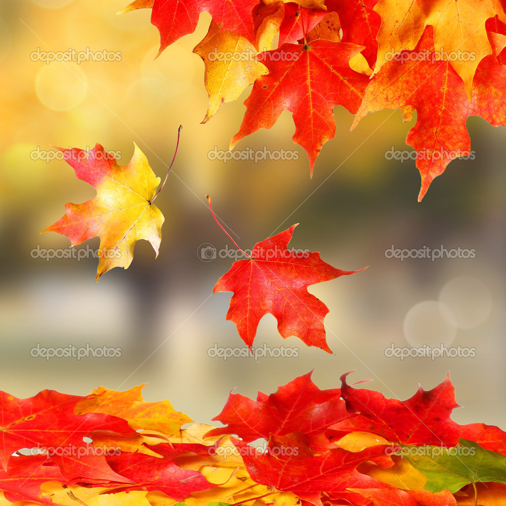 Autumn Leaves Colored Maple Leafs Fall Stock Photo C Guzel