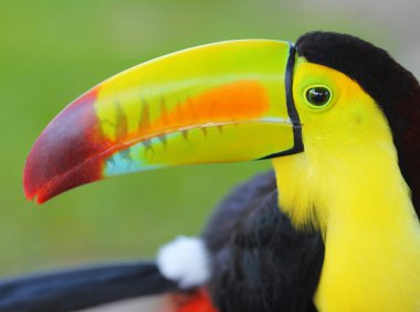 Tukan. Orta Amerika üzerinden fatura toucan salma. Makro