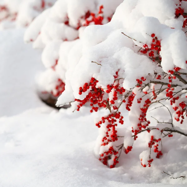 Holly bär buske täckt med snö. jul. utanför. vinter — Stockfoto