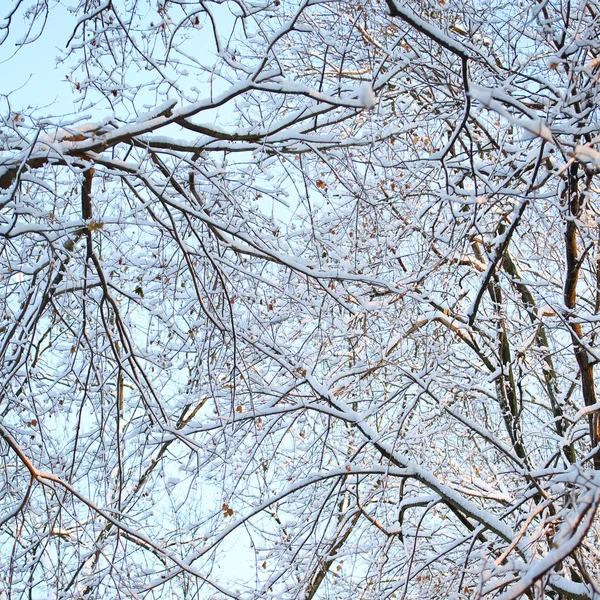 Winter. Frozen branches of tree, covered with Snow. Background — Stock Photo, Image