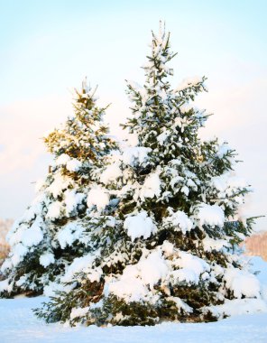 Noel ağacı taze karla kaplı. güneşli kış günü. sıklıkta