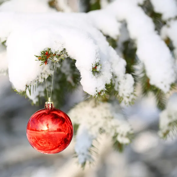 Pelota roja en la rama del árbol de Navidad, cubierta de nieve. Afuera. —  Fotos de Stock