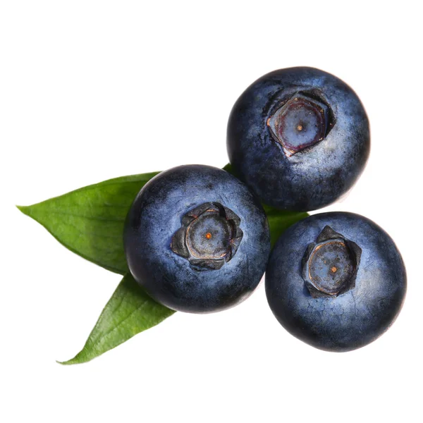 蓝莓，叶子在白色背景上被隔离 — 图库照片