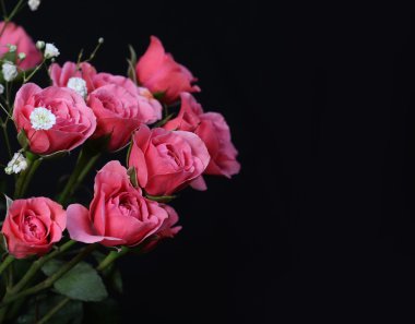 Siyah arka planda pembe güller..