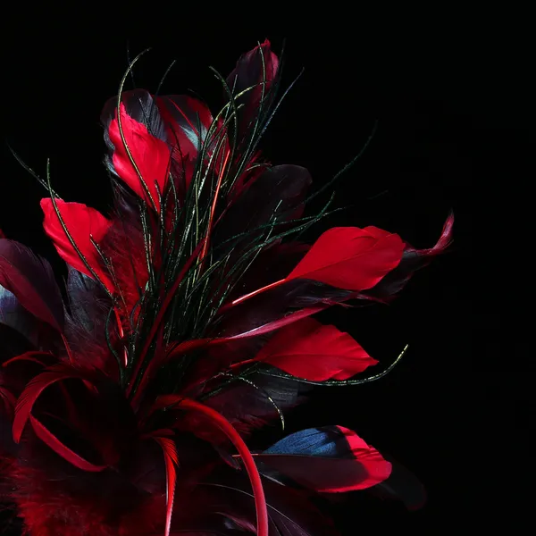 Plumes rouges sur fond noir — Photo