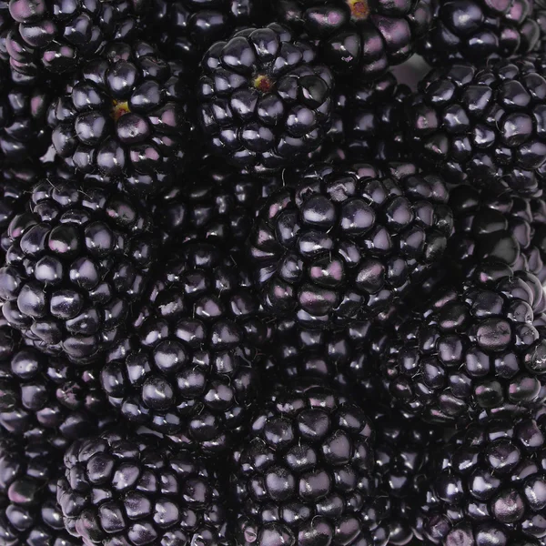 Blackberries background — Stock Photo, Image