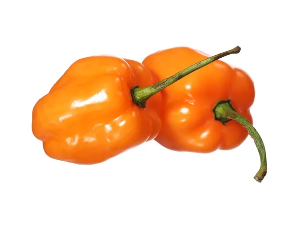 Dua Extremely Hot Habanero Peppers terisolasi di latar belakang putih — Stok Foto