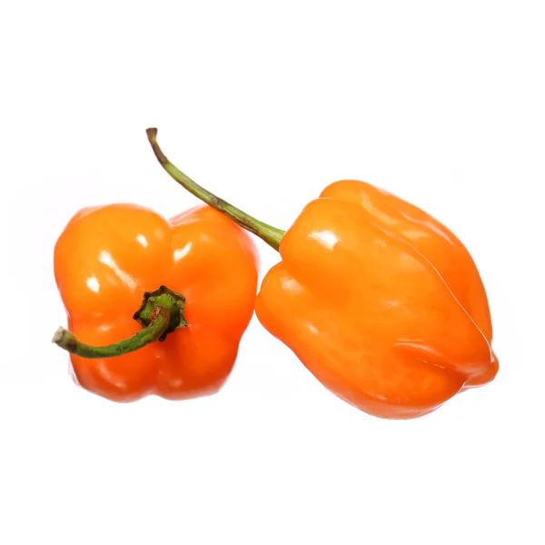 흰색 바탕에 고립 된 두 개의 매우 뜨거운 habanero 고추 — 스톡 사진