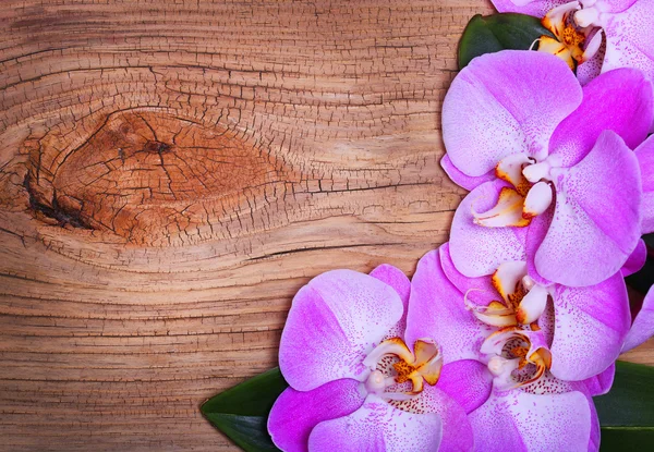 Flores de orquídea rosa sobre fondo de madera. Hermoso ramo — Foto de Stock